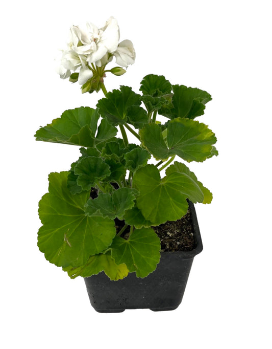 Geranium Zonal 'Tango White'