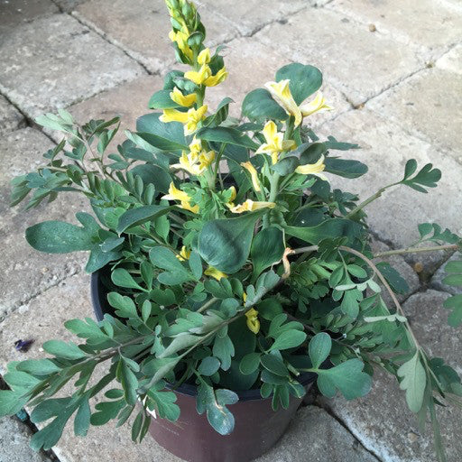 Corydalis 'Canary Feathers' 1 Gallon