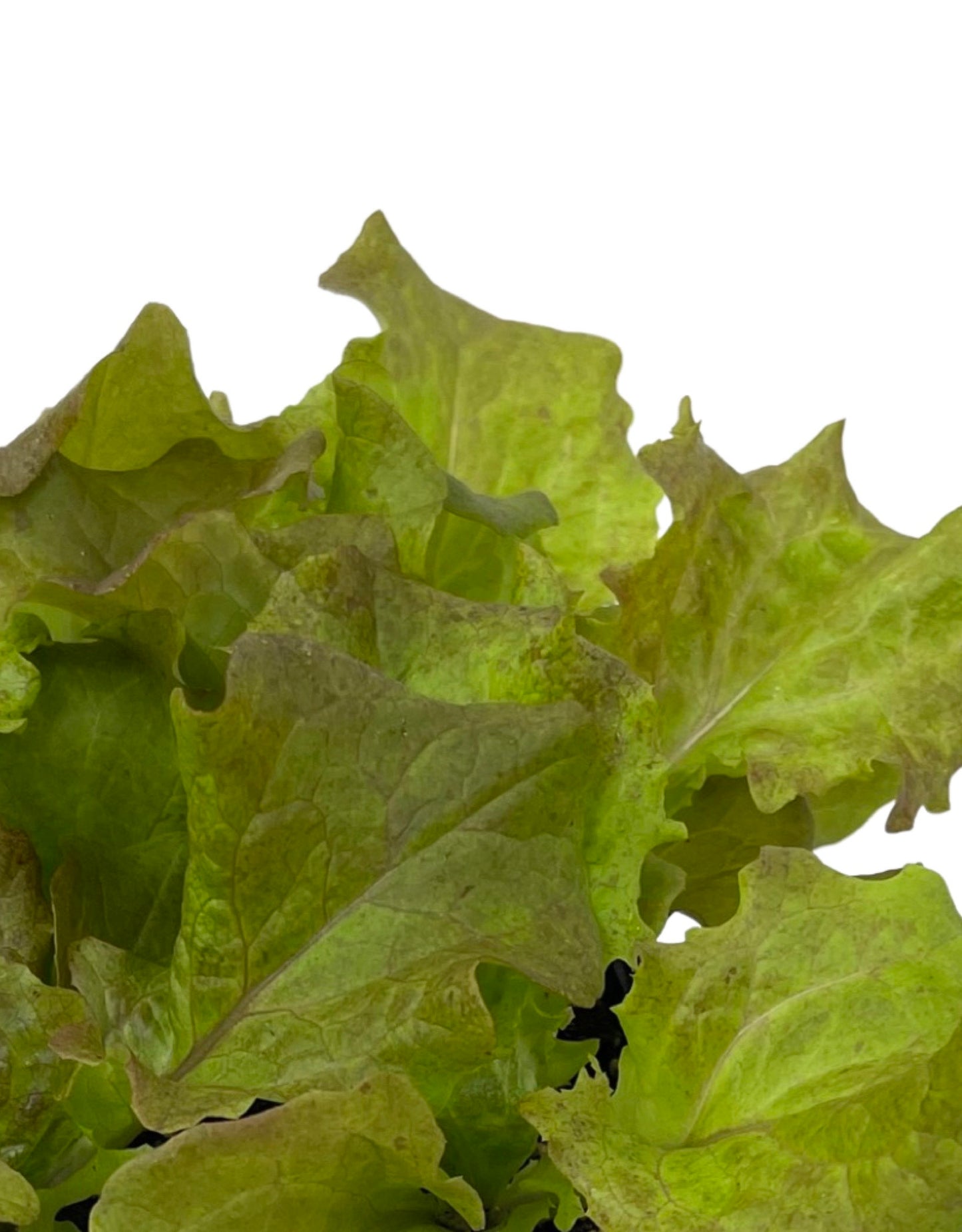 Lettuce 'New Red Fire' Jumbo Traypack