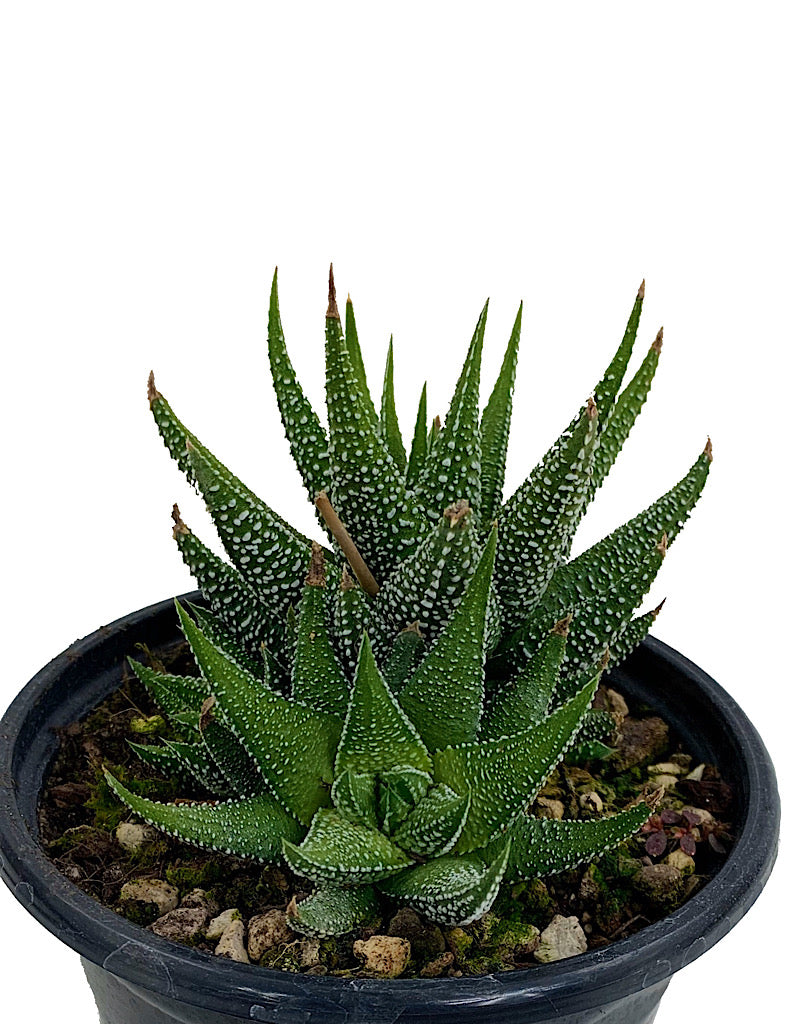 Haworthia fasciata  Quart