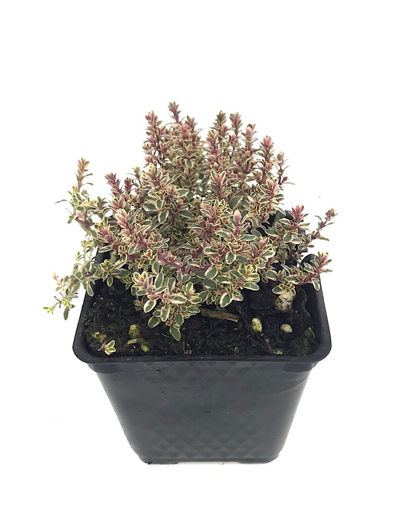 Thymus vulgaris 'Silver Posie' 4 Inch