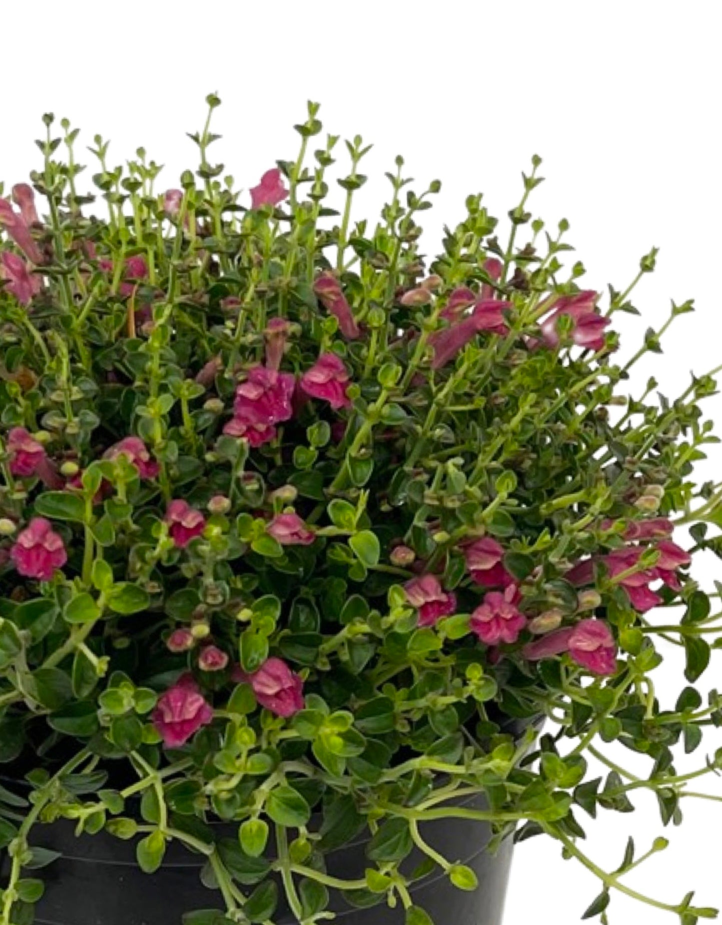 Scutellaria s. 'Pink Texas Skullcap' 1 Gallon