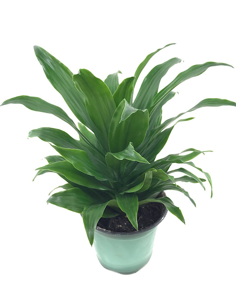 Dracaena 'JC Compacta' 4 inch