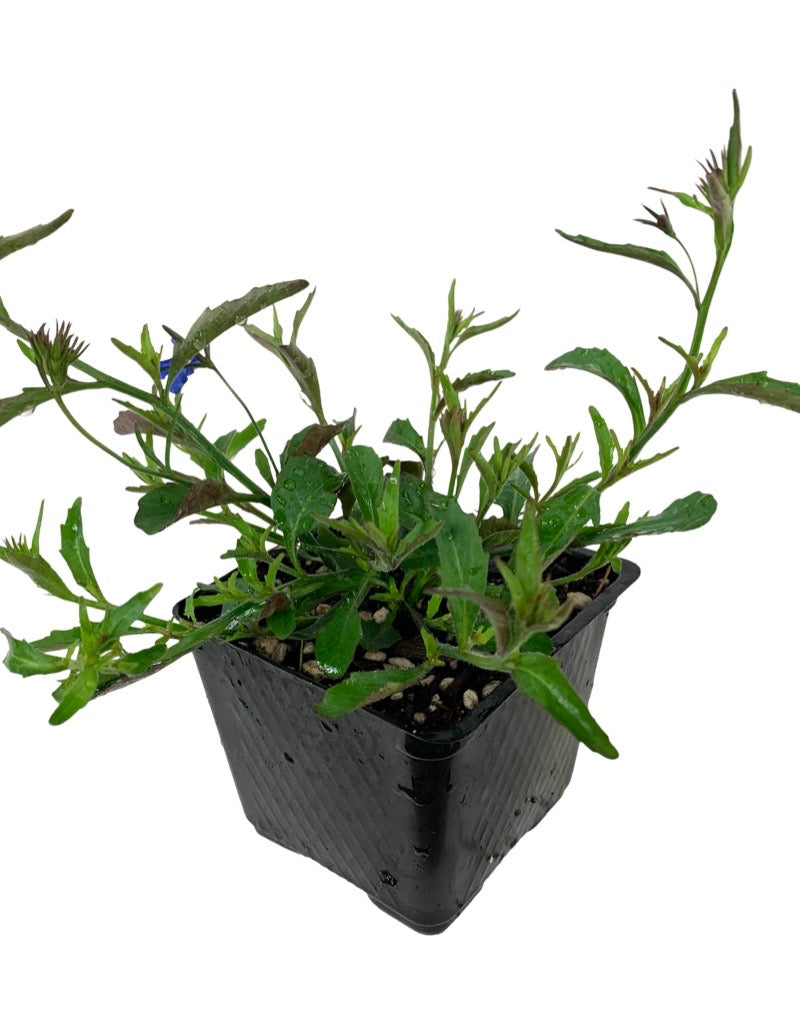 Lobelia 'Techno Dark Blue'