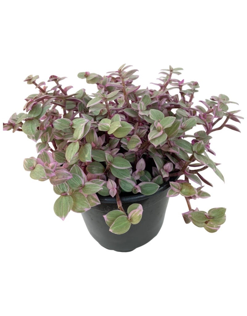 Callisia repens 'Pink Panther' Quart