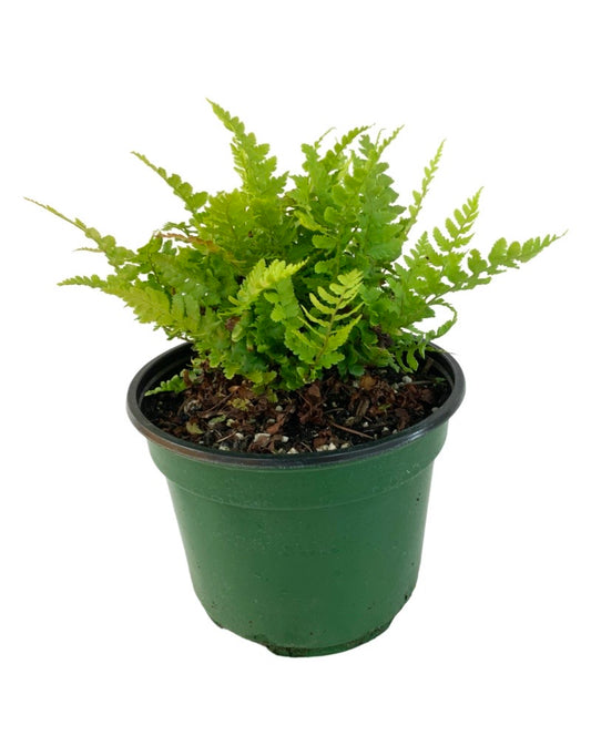 Dryopteris filix-mas 'Male' 6 Inch