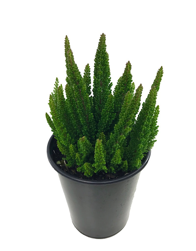 Calluna v. 'Stockholm' - Quart