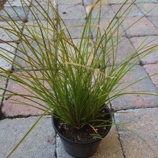 Carex testacea 'Orange Sedge' Quart