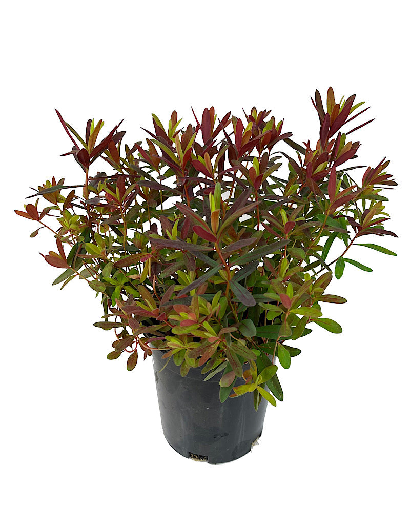 Euphorbia 'Bonfire' 1 Gallon