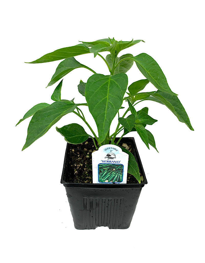 Pepper 'Serrano' 4 Inch