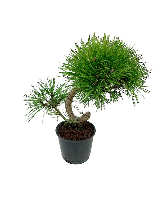 Pinus mugo 'Twisty'  4 inch