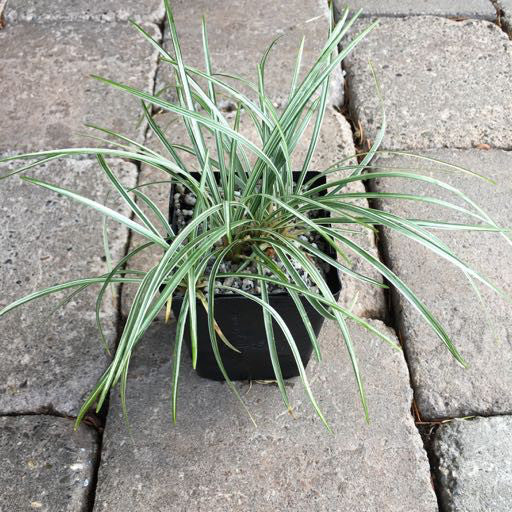 Ophiopogon japonicus 'Variegatus' 4 Inch