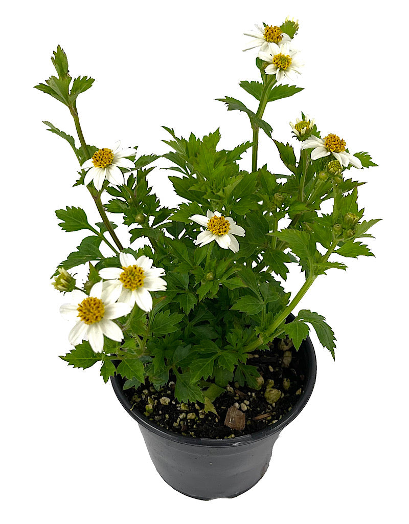 Bidens 'White Delight' 4 Inch