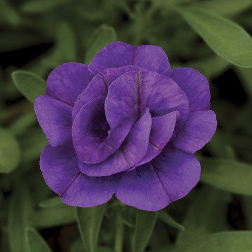 Calibrachoa 'Minifamous Double Dark Blue' 4 Inch