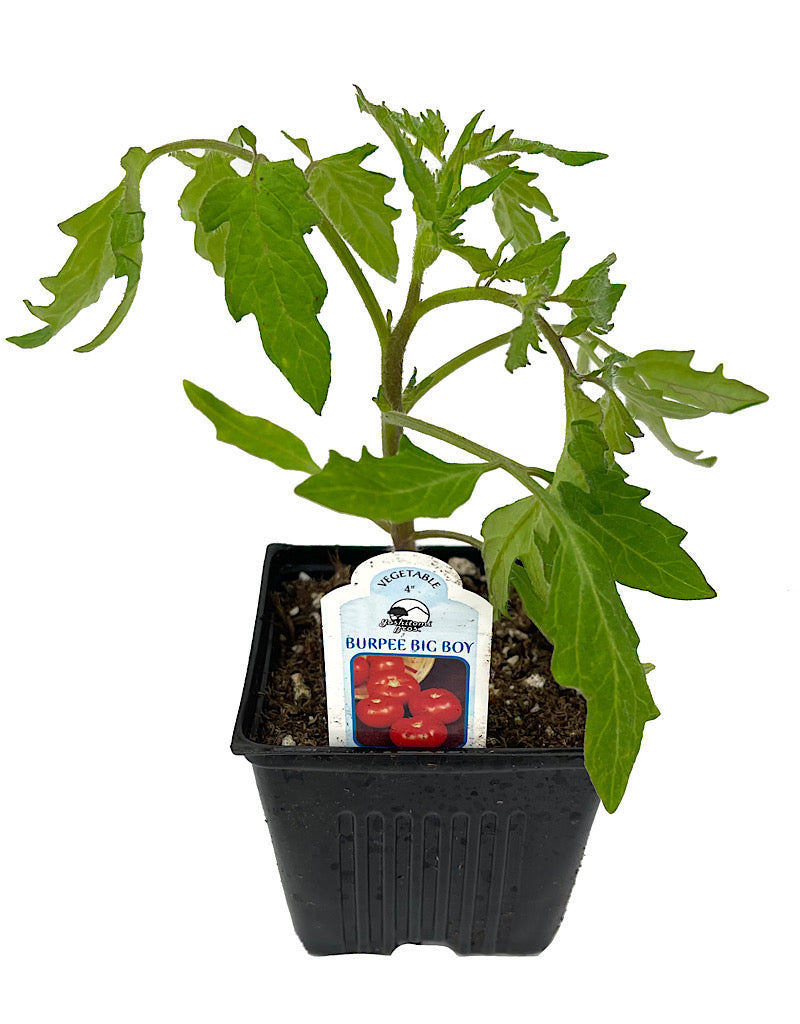 Tomato 'Burpee Big Boy' 4 Inch