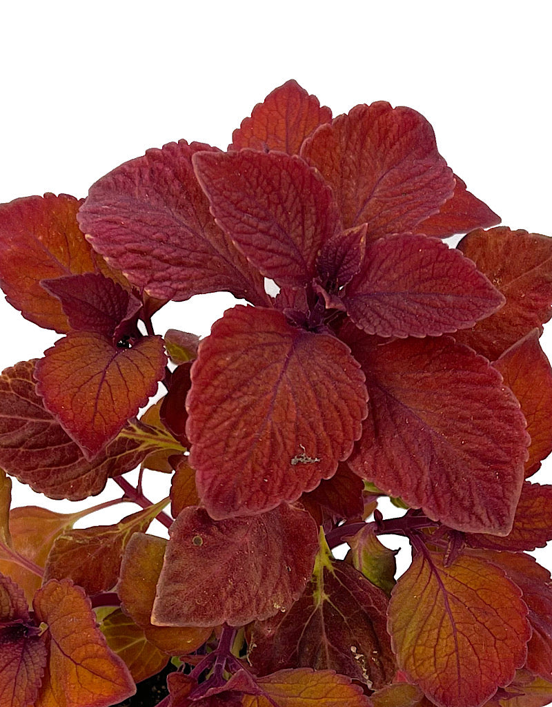 Coleus 'Campfire' 4 Inch