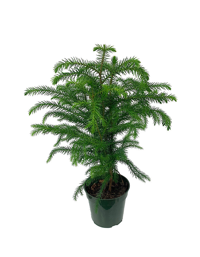 Araucaria heterophylla 4 Inch