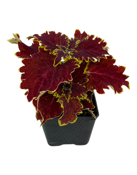 Coleus 'Vulcan' 4 Inch