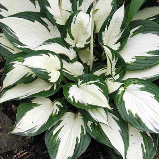 Hosta 'Fire and Ice' Quart