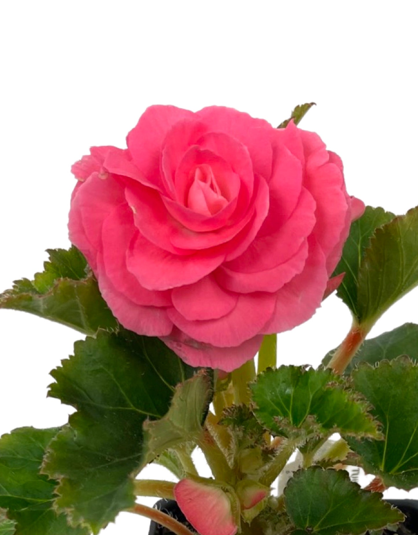 Begonia 'Nonstop Pink'  4 inch