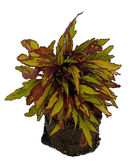 Coleus 'Flame Thrower Spiced Curry' 4 Inch