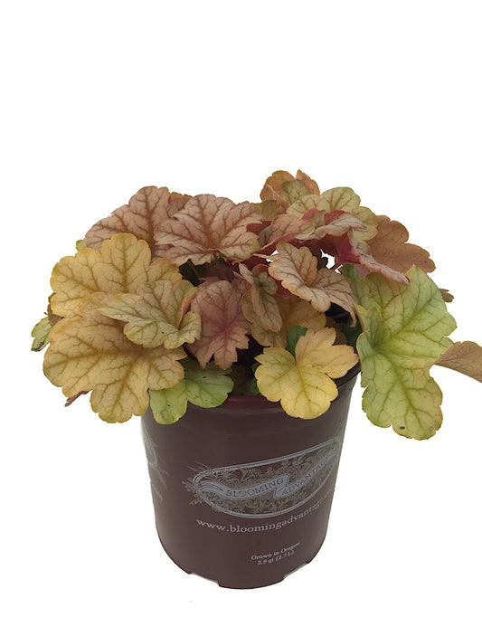 Heuchera 'Topaz Jazz'  1 Gallon