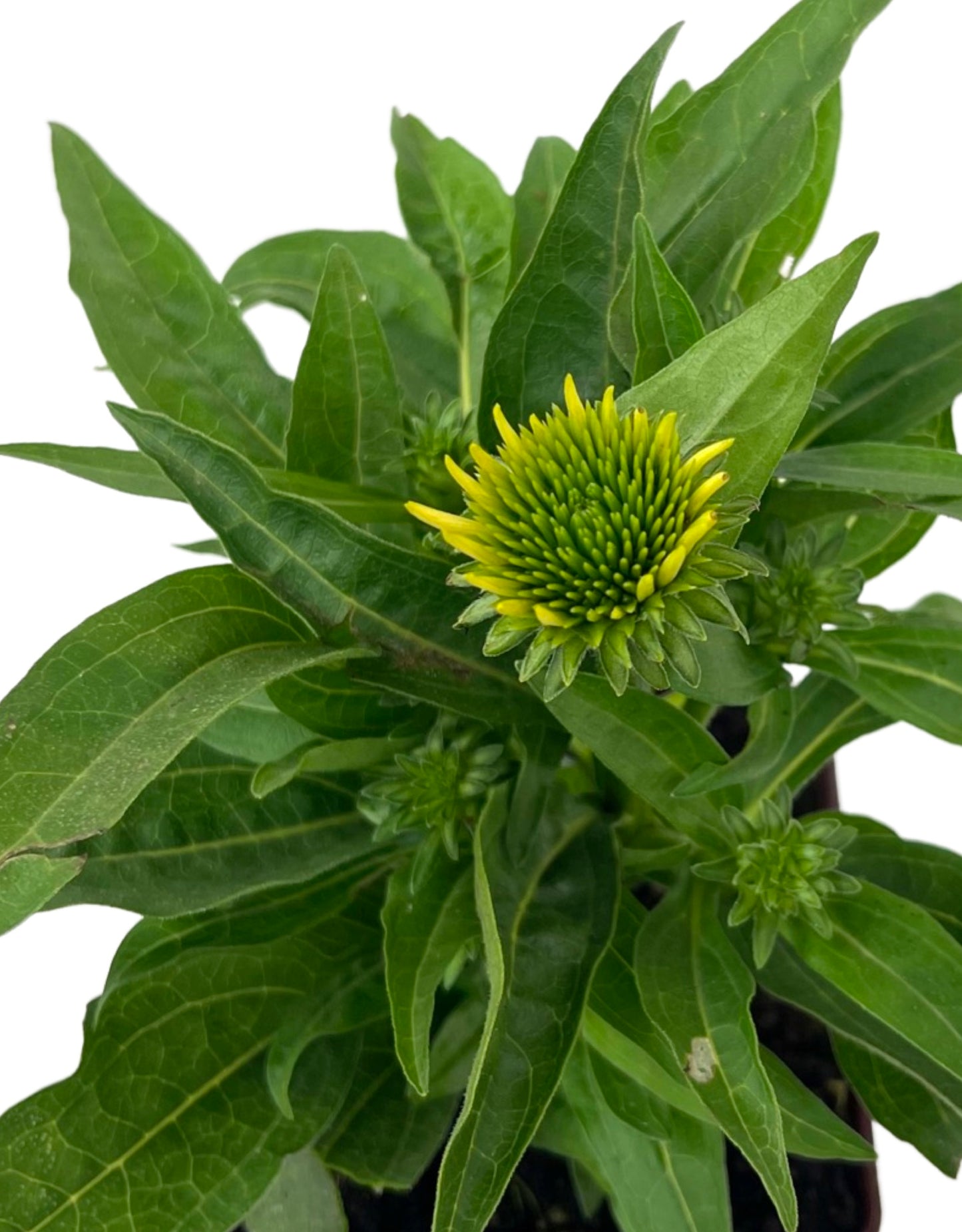 Echinacea 'Sombrero Poco Yellow' Quart