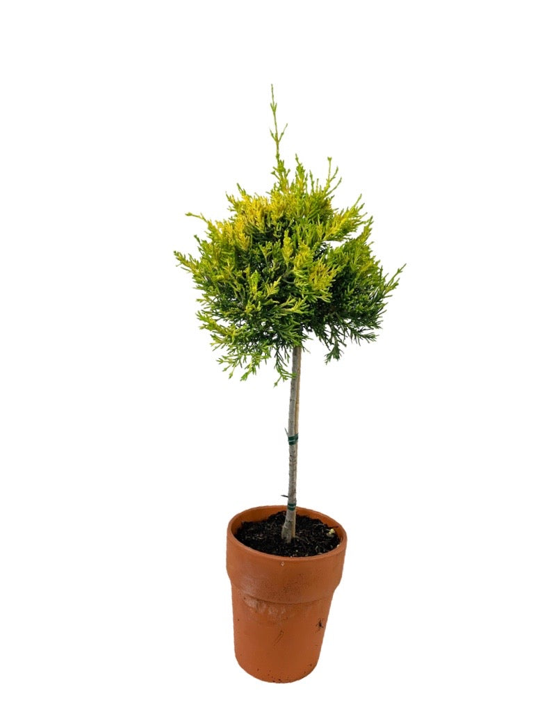 Cupressus m. 'Donard Gold' Patio Tree 7 Inch Terra Cotta