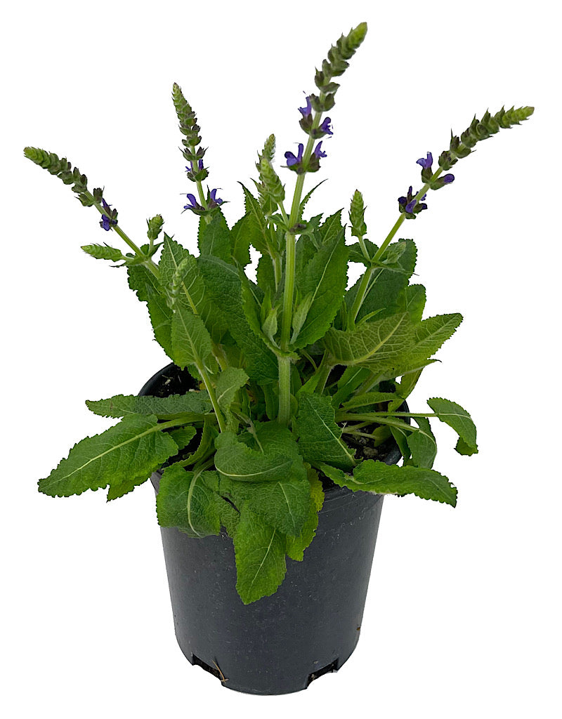 Salvia nemorosa 'May Night' 1 Gallon