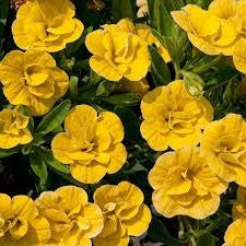 Calibrachoa 'Double Deep Yellow' 4 Inch