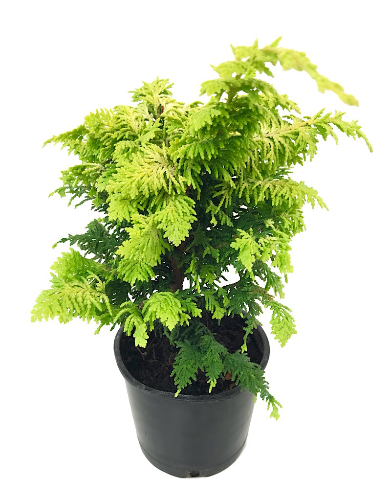 Chamaecyparis obtusa 'Fernspray Gold'