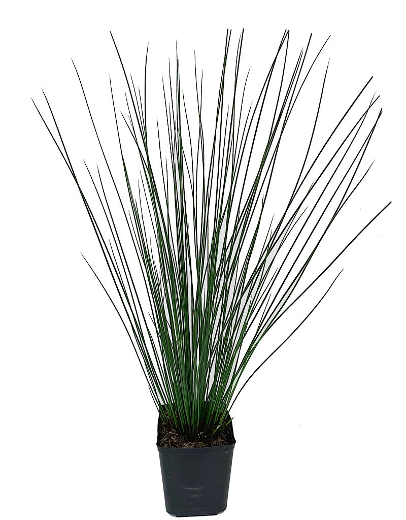 Juncus effusus 'Quartz Creek' 1 Gallon