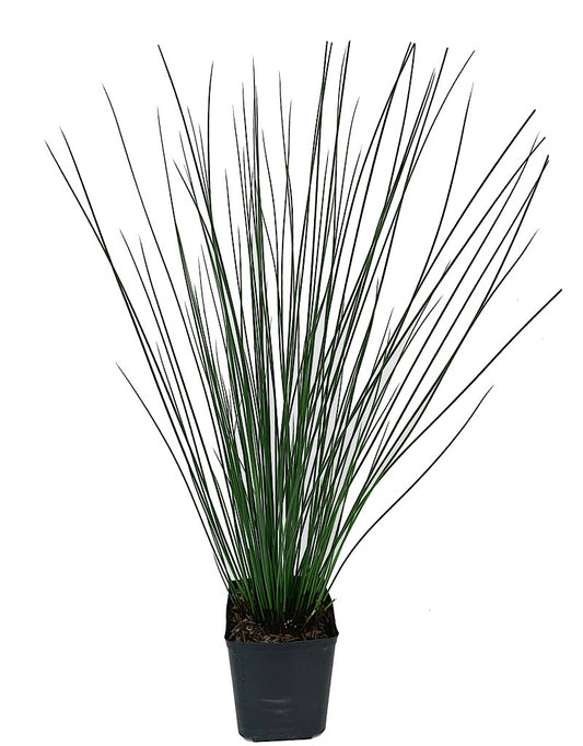 Juncus effusus 'Quartz Creek' 1 Gallon