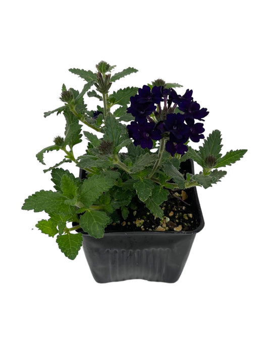 Verbena  €˜Lascar Black Velvet  4 Inch