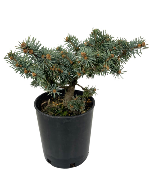 Picea pungens  €˜Niemetz  1 Gallon