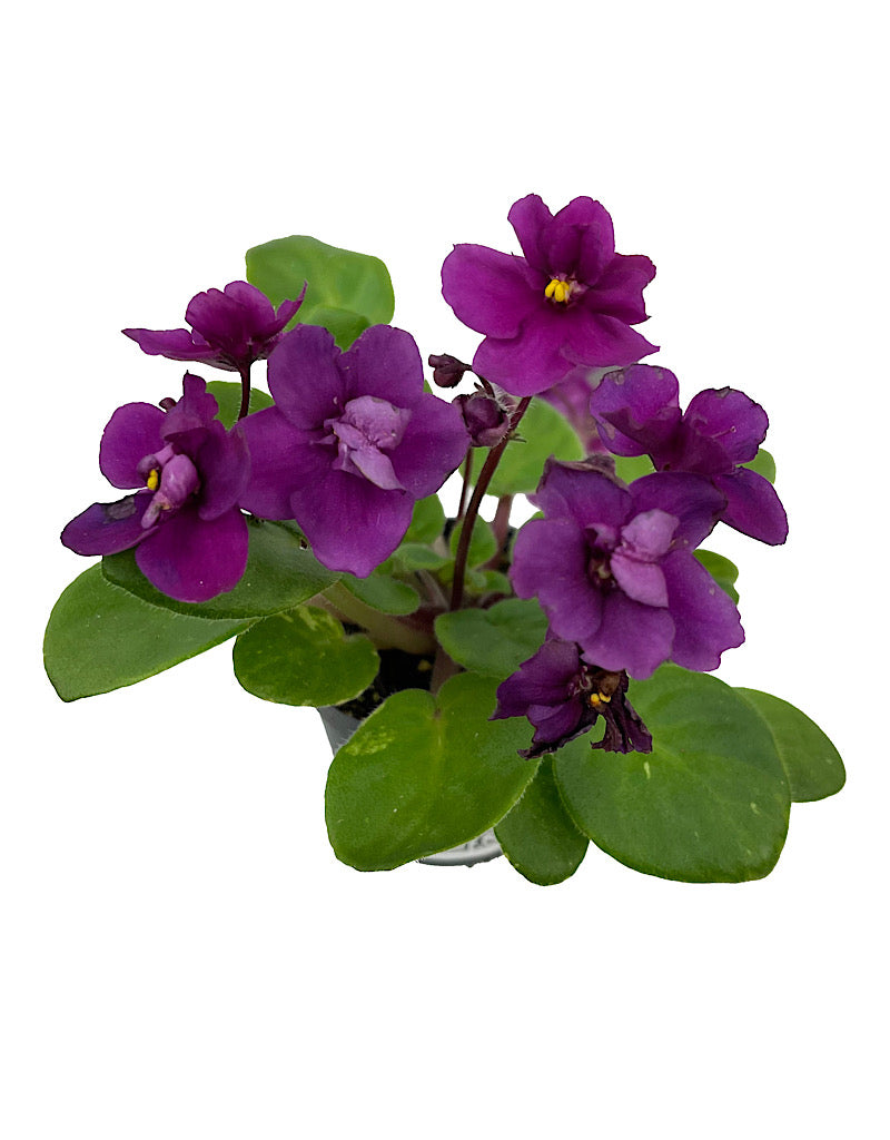 Streptocarpus 4 Inch