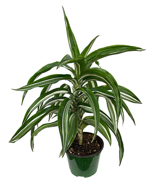 Dracaena fragrans 'Jade Jewel' 6 Inch