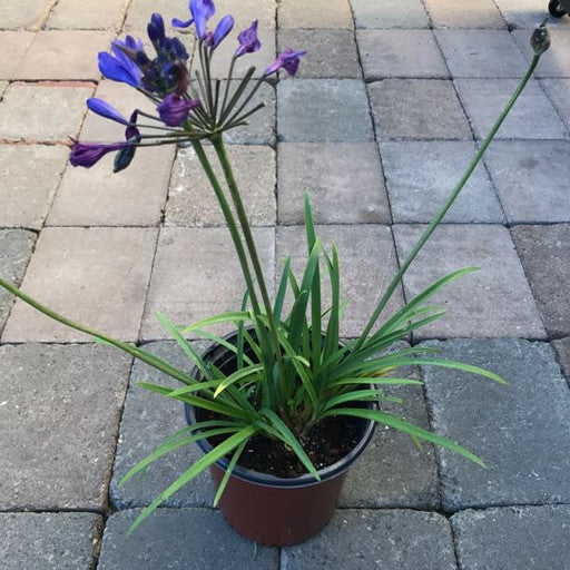 Agapanthus 'Brilliant Blue' 1 Gallon