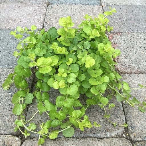 Lysimachia n. 'Goldi' 4 inch