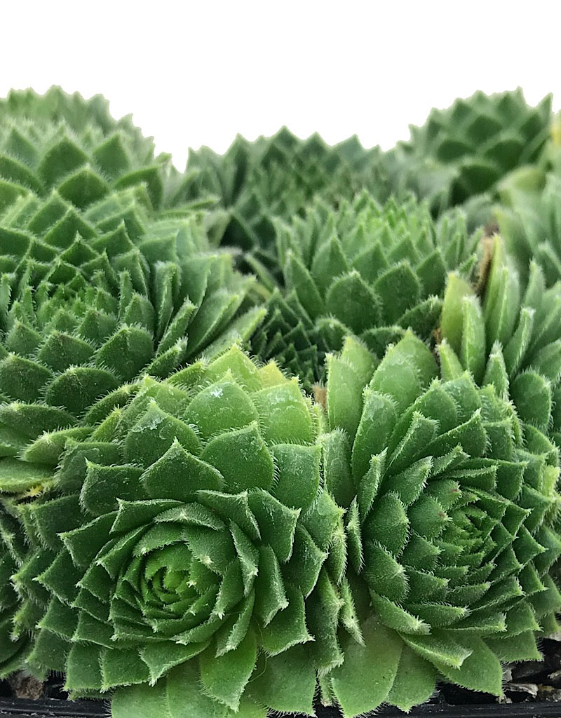 Sempervivum 'Green Wheel' 4 Inch