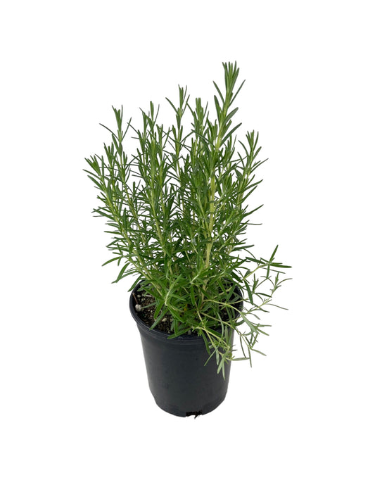 Rosmarinus officinalis 'Arp' 1 Gallon