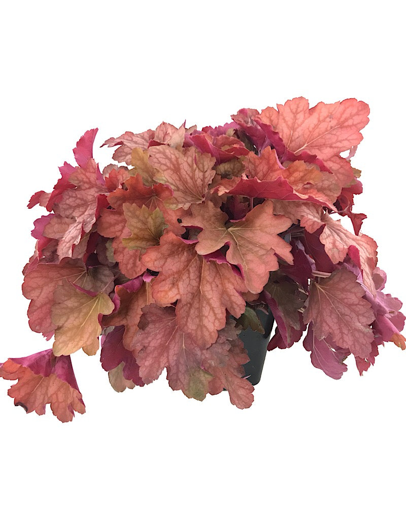 Heuchera  'Carnival Watermelon'