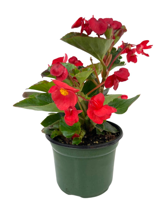 Begonia 'Surefire Red' 6 Inch