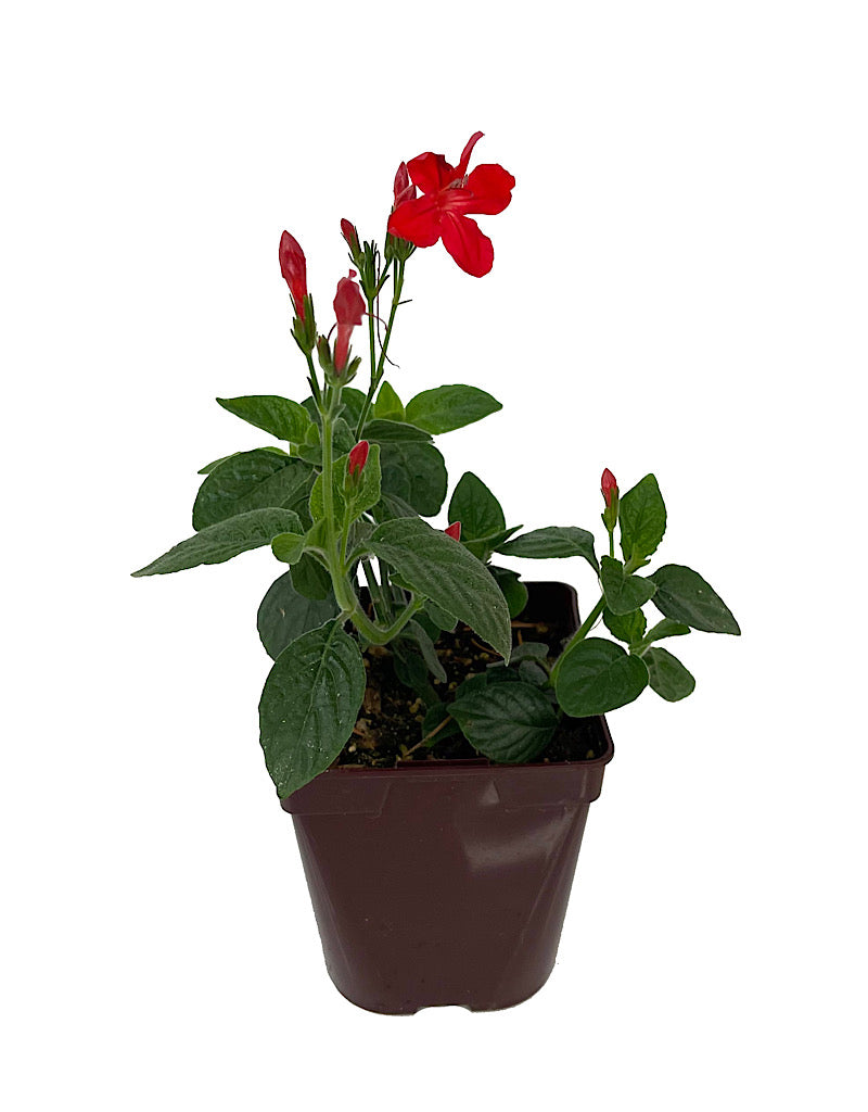 Ruellia elegans Quart