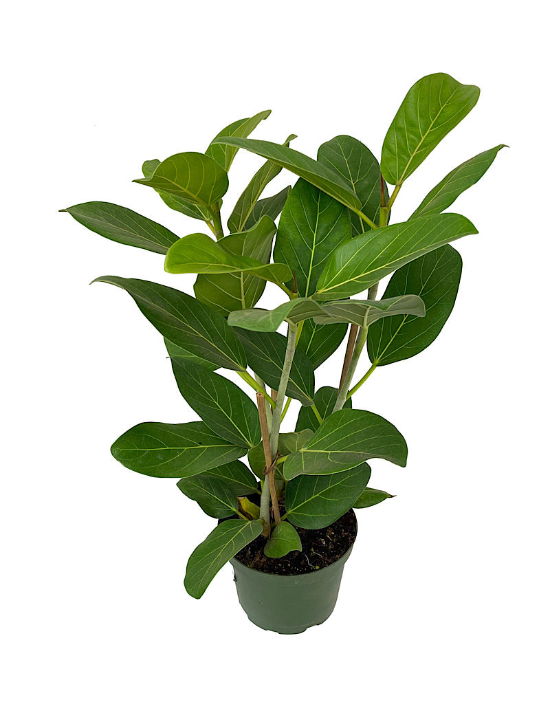 Ficus altissima 'Variegata' 6 Inch