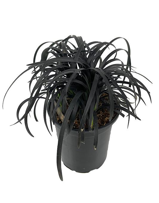 Ophiopogon planiscapus 'Nigrescens' Quart