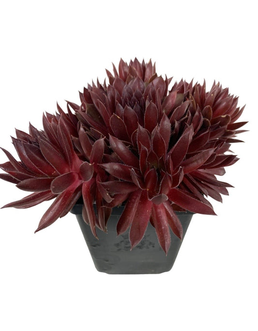 Sempervivum 'Pacific Red Rose' 4 Inch