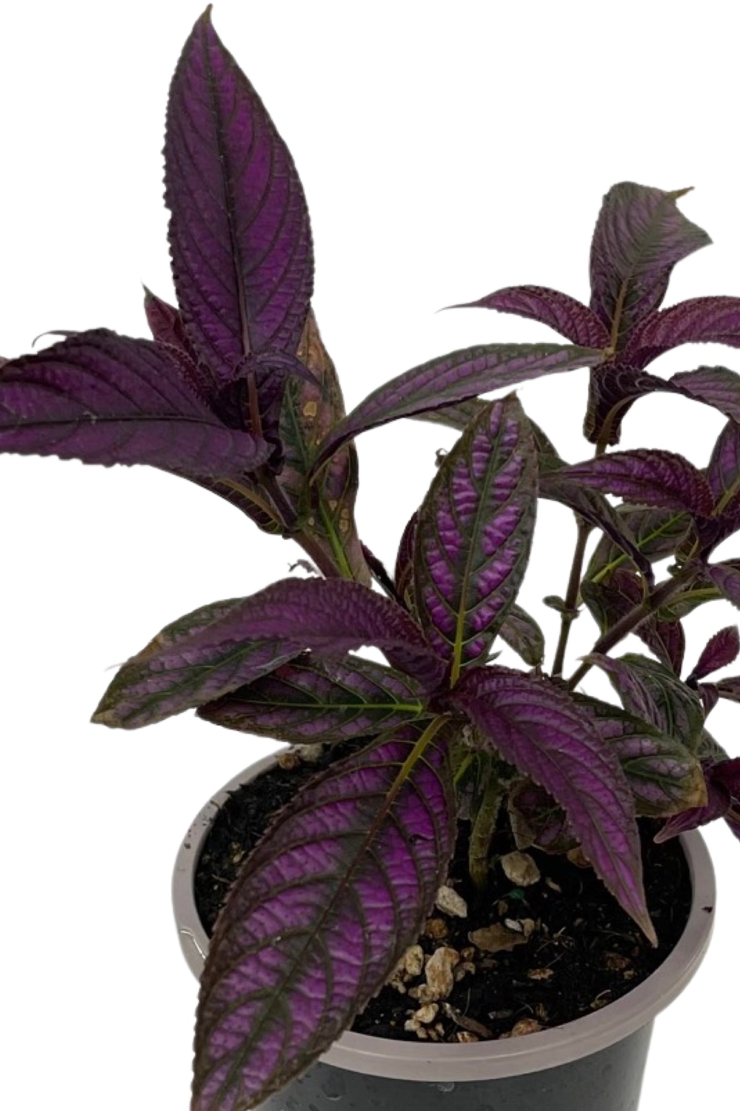 Strobilanthes dyerianus 'Persian Shield' 4 Inch