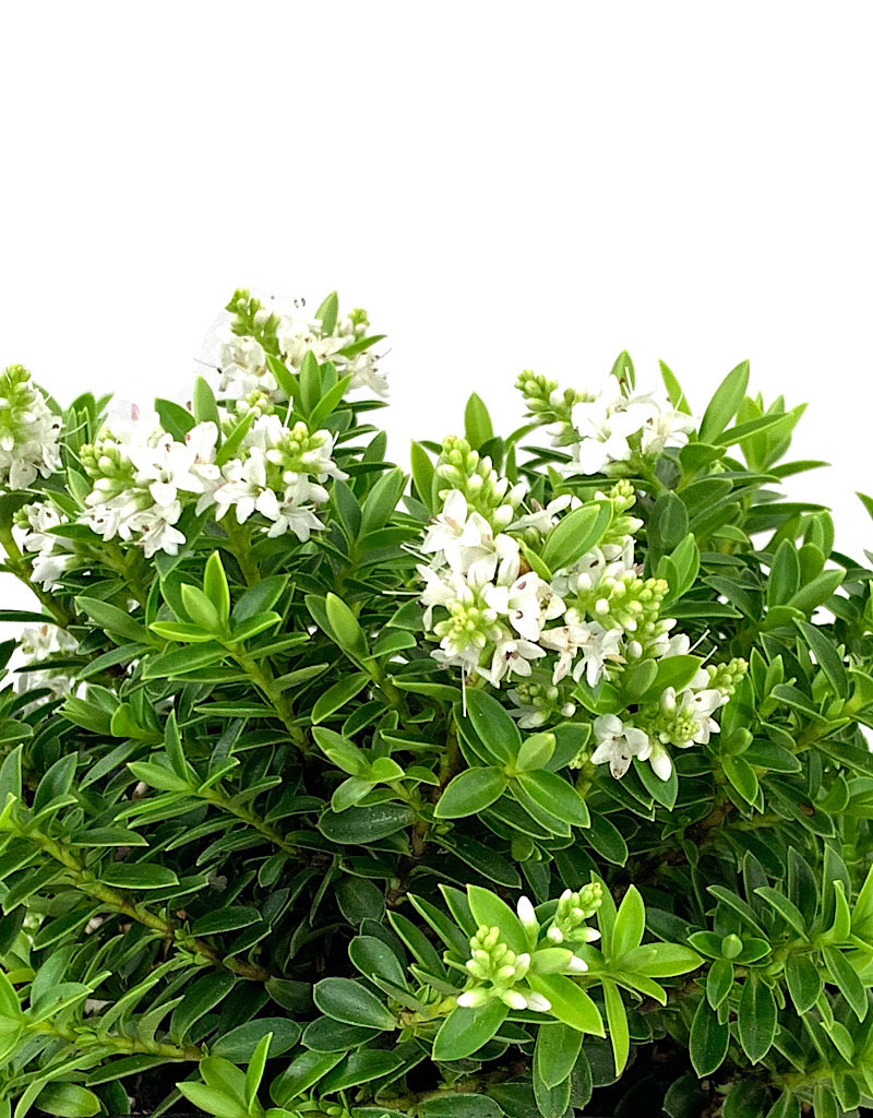 Hebe buxifolia