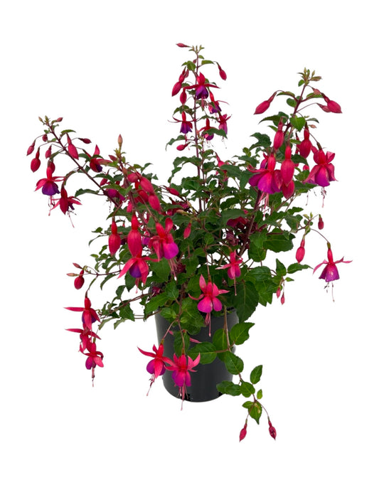 Fuchsia 'Beacon' 1 Gallon